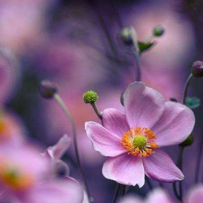 PG麻将胡了免费版手机app下载截图